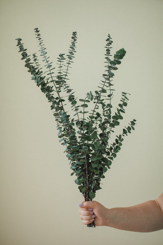 Italian Baby Eucalyptus