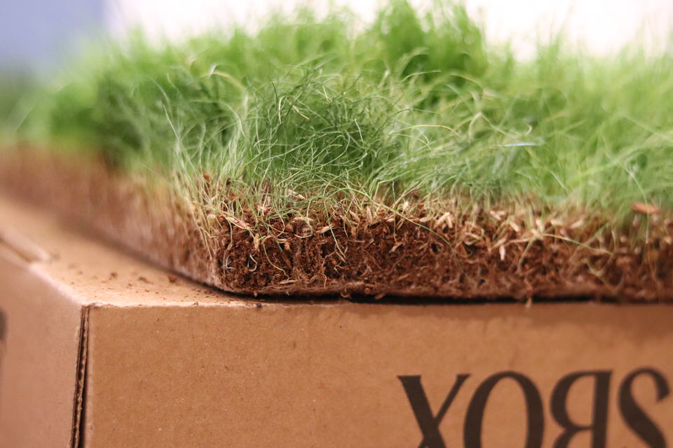 Real Grass Box for Cats & Kittens – Natural Indoor Potty Solution