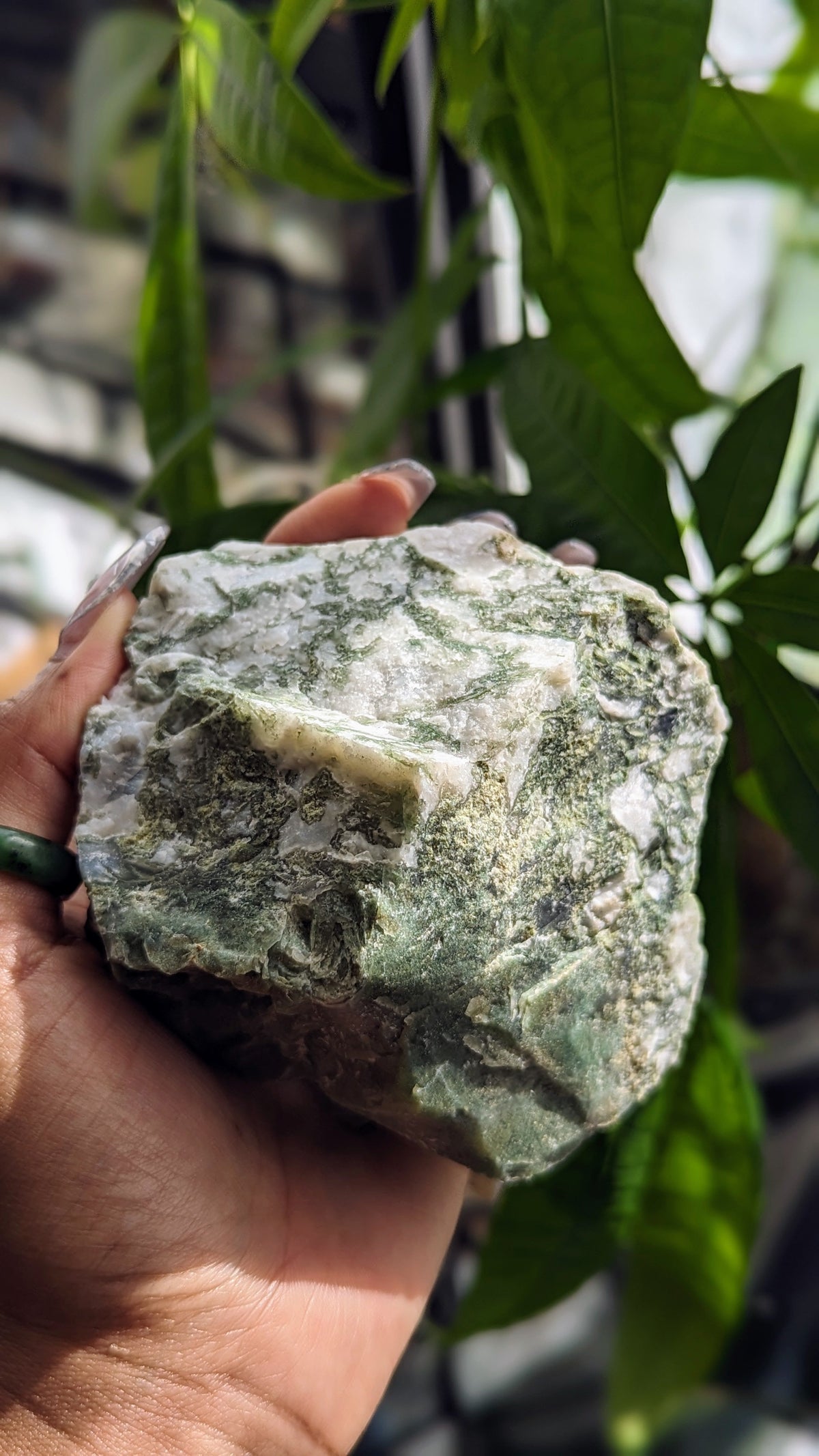 Tree Agate