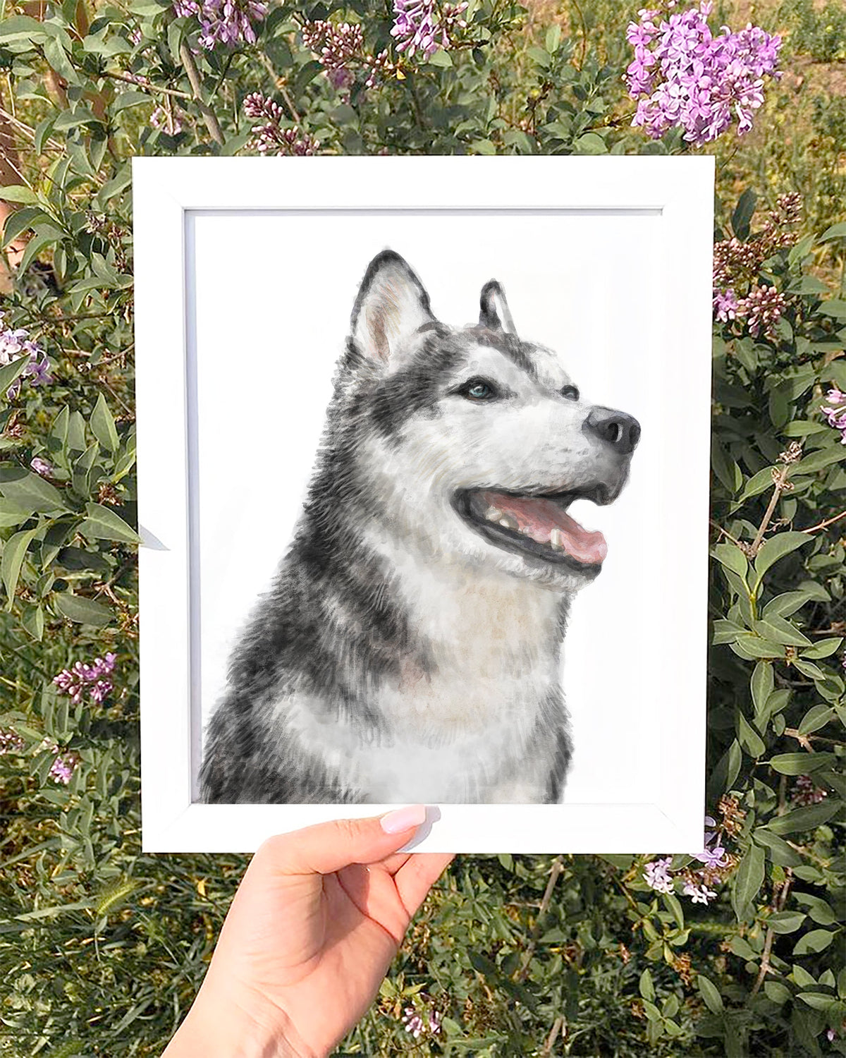 Husky Dog Art Print