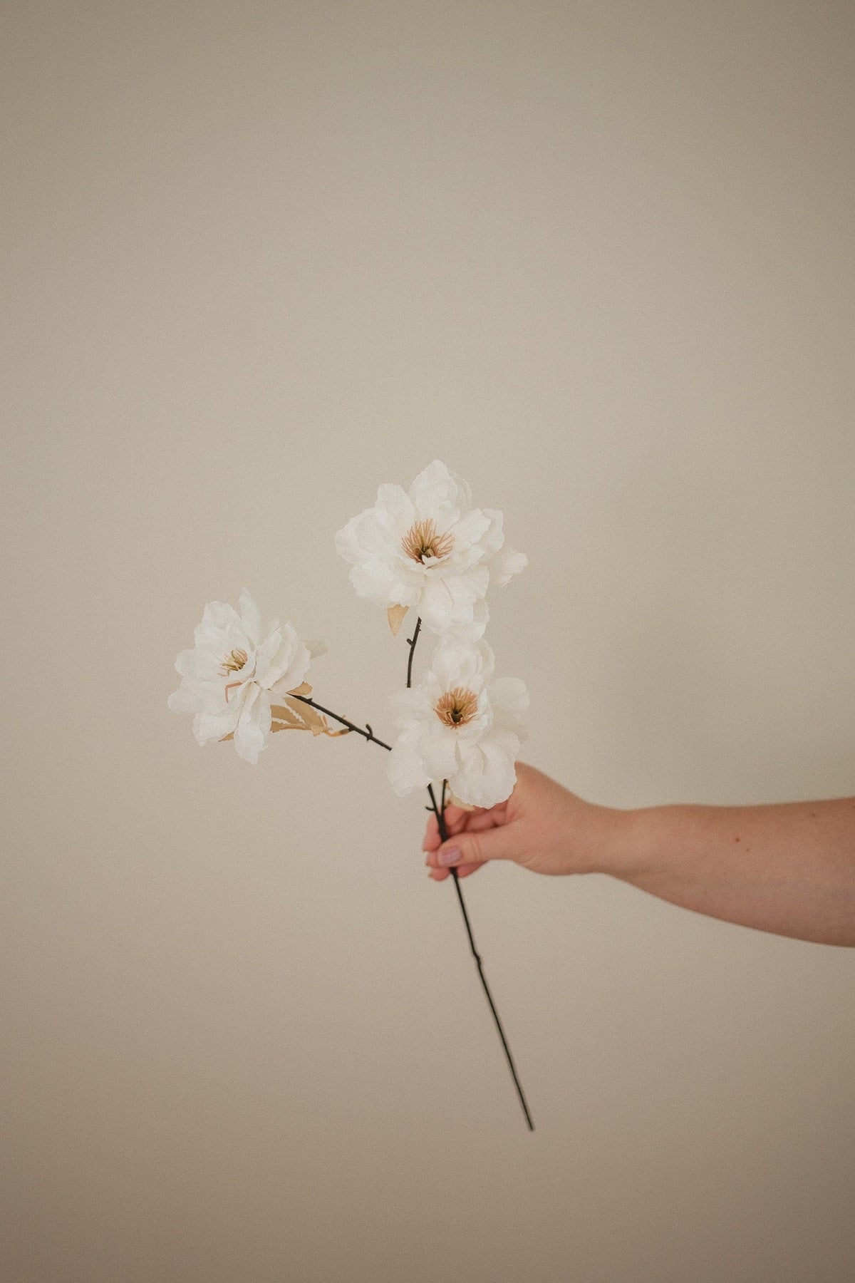 Wild Peony