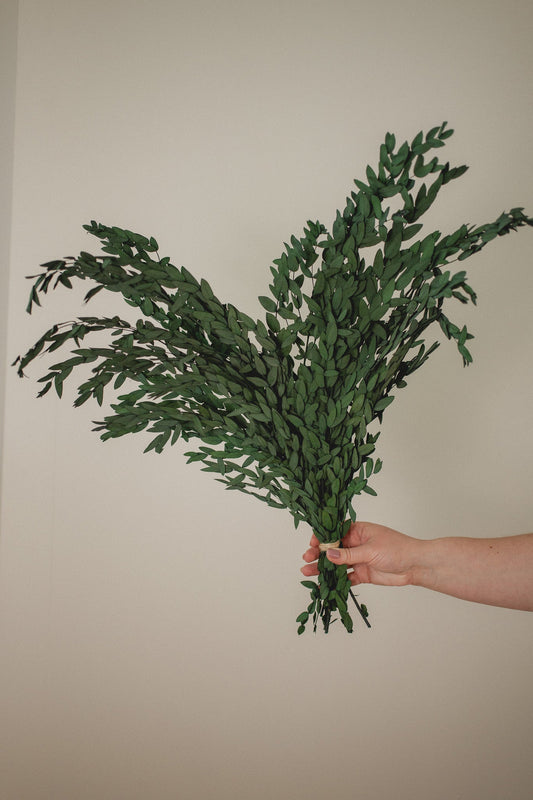 Preserved Short Willow Eucalyptus (Parvifolia)