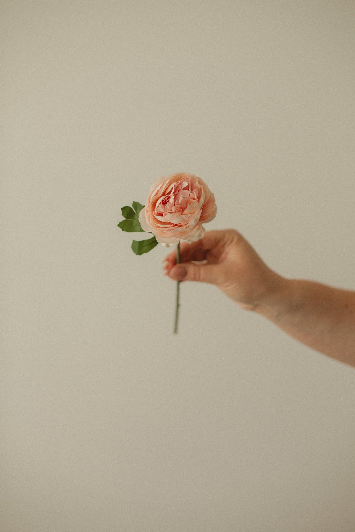 English Rose