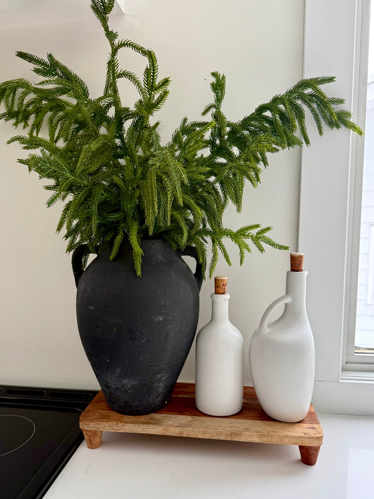 Norfolk Pine Branch