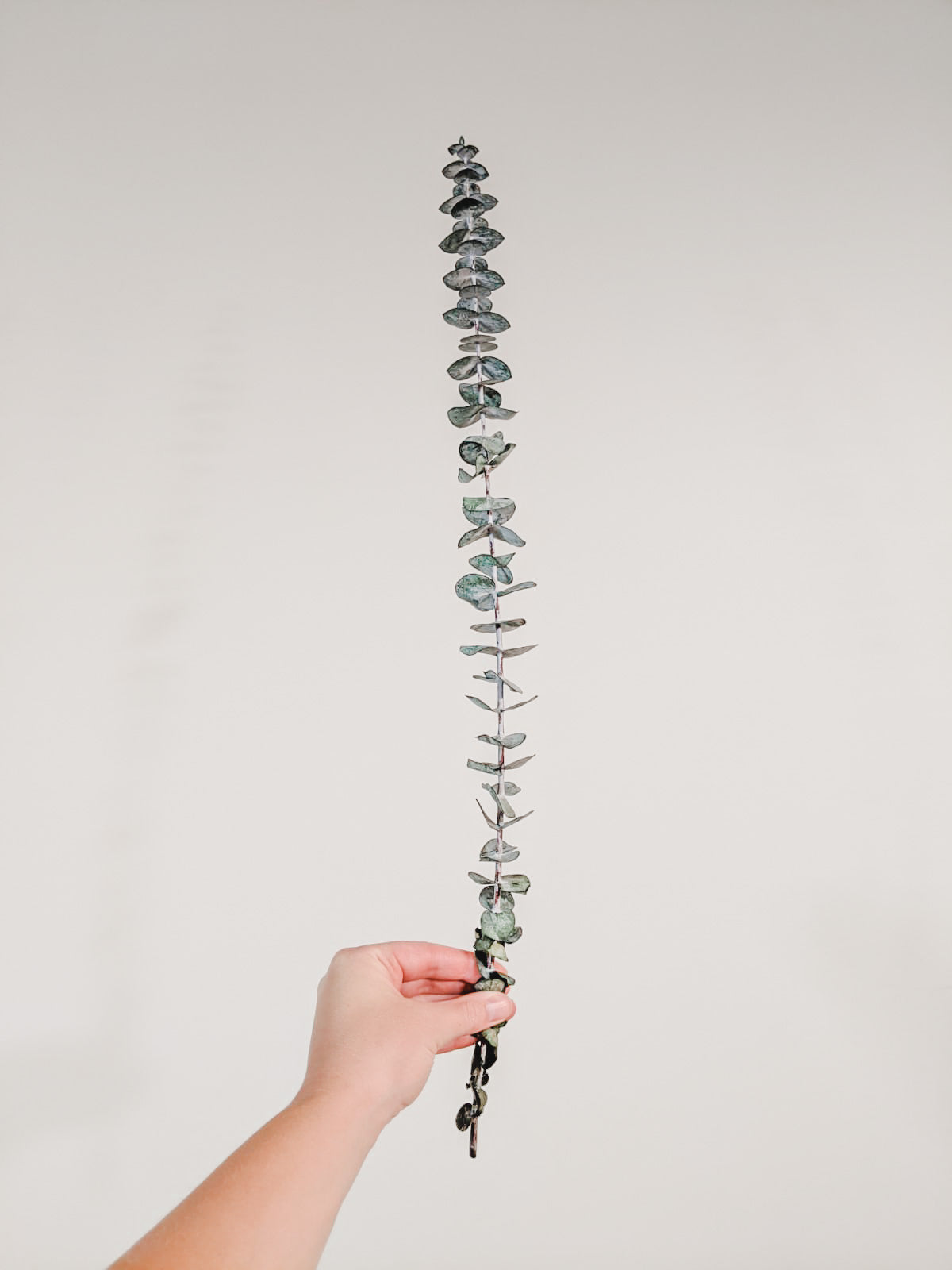 Preserved Stems - Medium