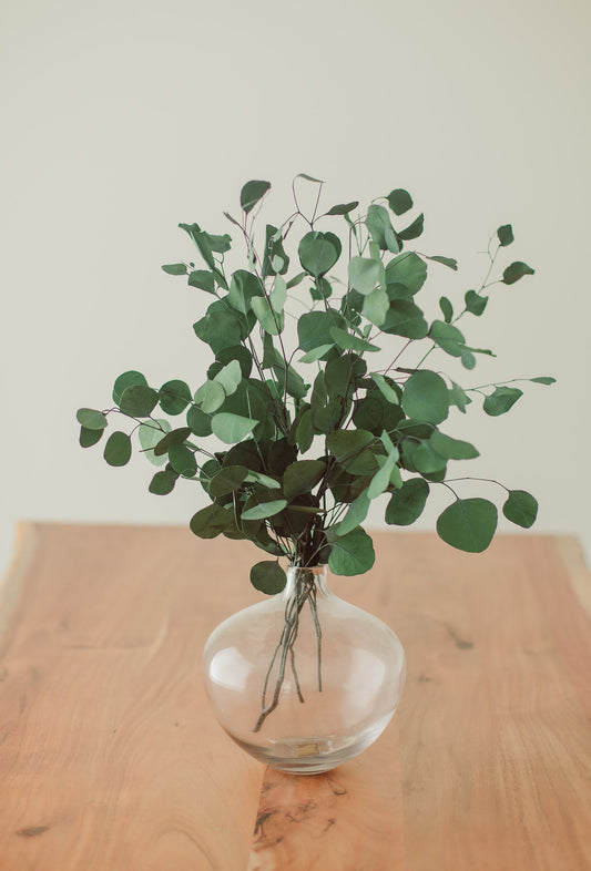 Preserved Silver Dollar Eucalyptus Bundle