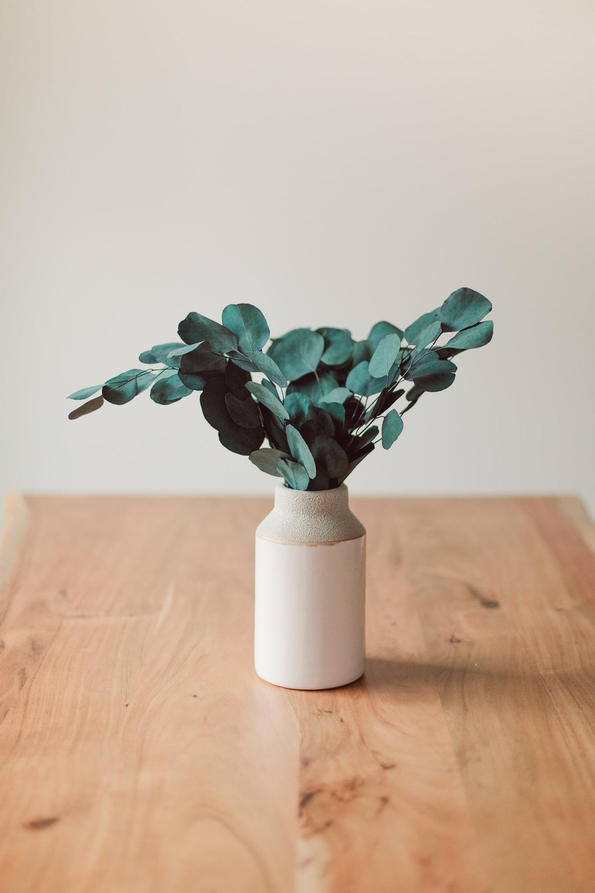 Preserved Silver Dollar Eucalyptus Bundle