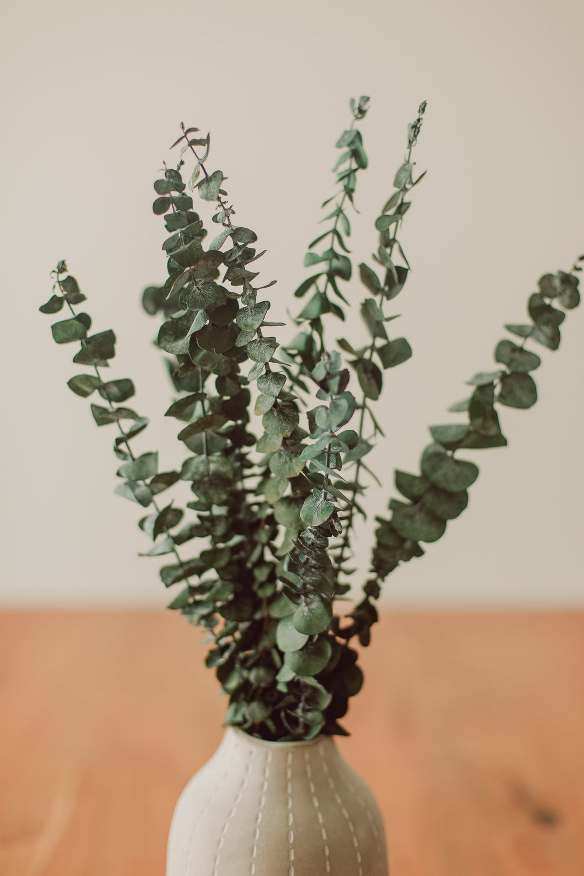 Eucalyptus Stem Bundle