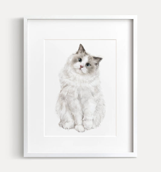 Ragdoll Cat Art Print